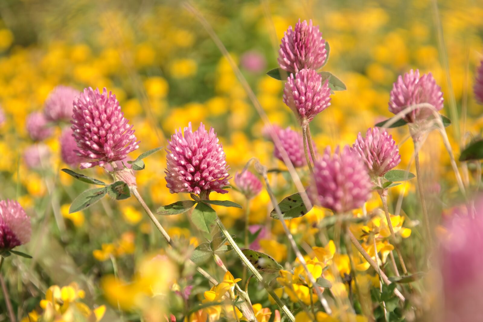 Samsung NX300 sample photo. Yellow, pink, flowers photography