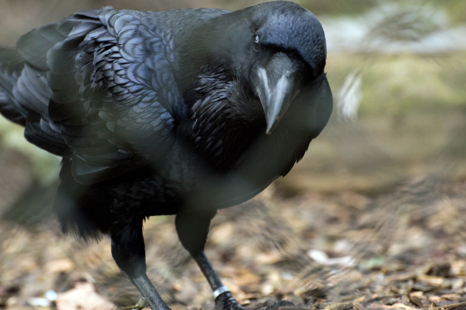 Nikon D3200 sample photo. Animal world, animal, bird photography