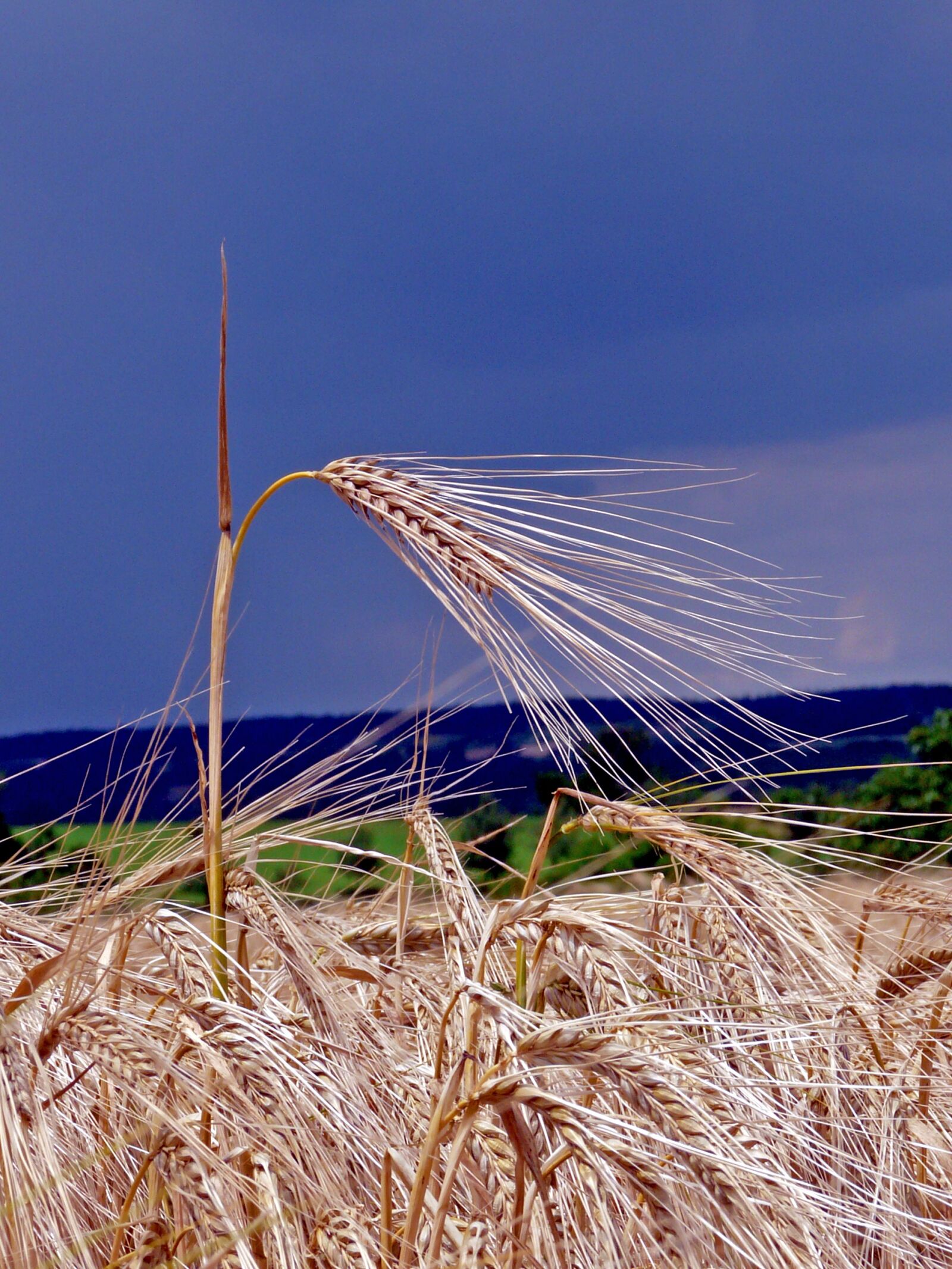 Panasonic DMC-FZ18 sample photo. Ear, field, cereals photography