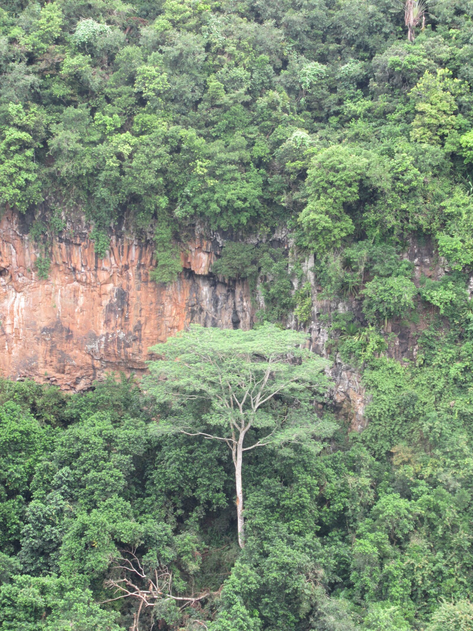 Canon PowerShot SX620 HS sample photo. Mauritius, tree, landscape photography
