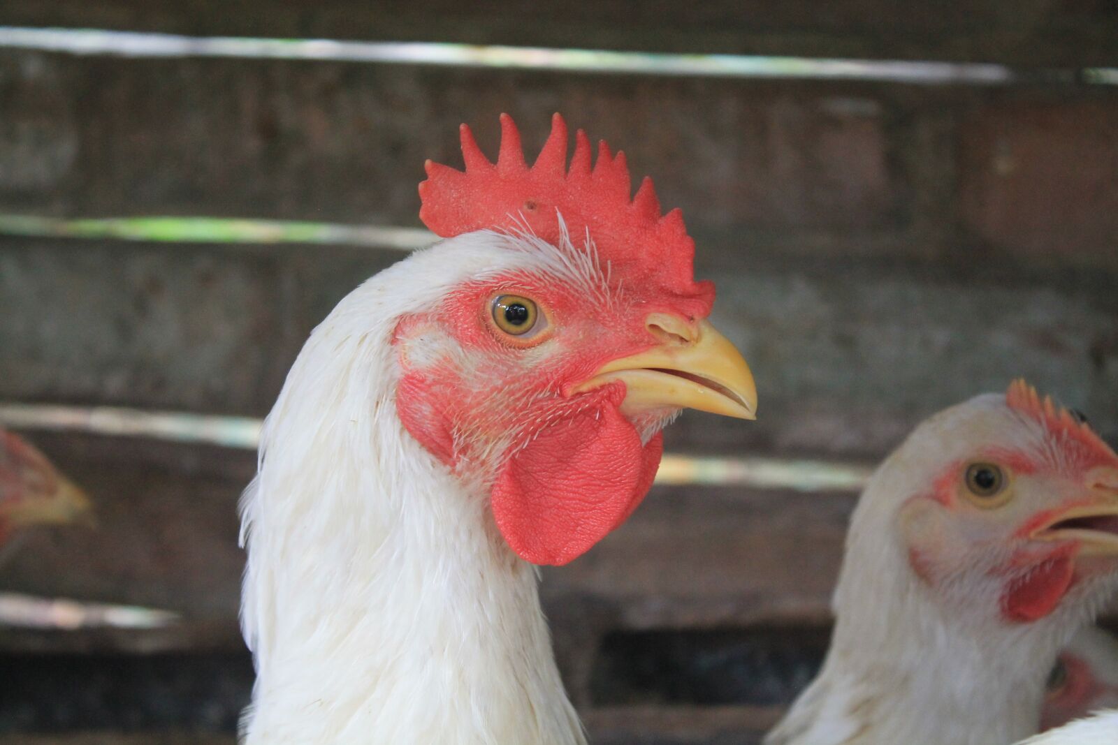 Canon EOS 1100D (EOS Rebel T3 / EOS Kiss X50) sample photo. Hen, ave, poultry photography