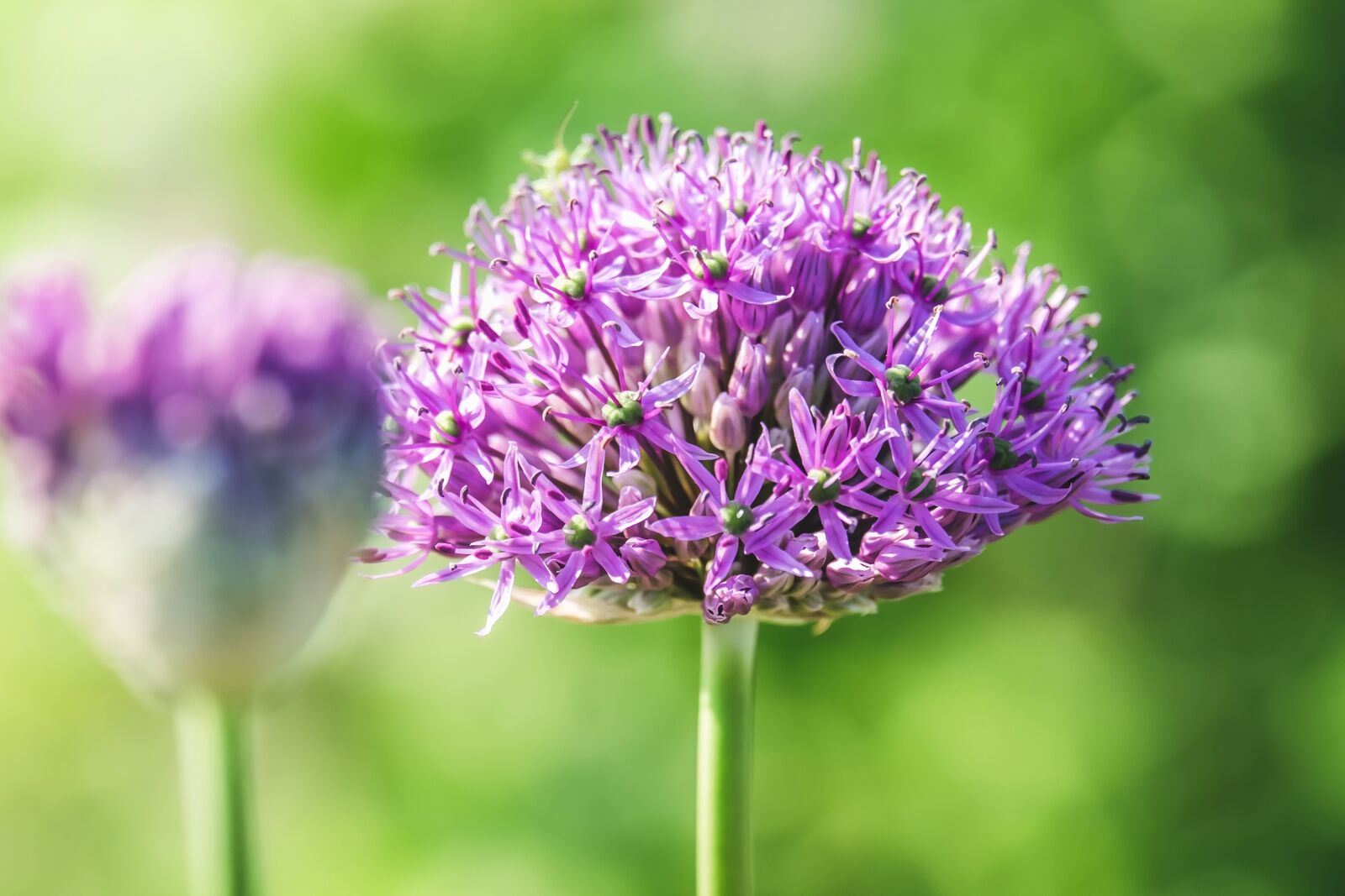 Fujifilm XF 55-200mm F3.5-4.8 R LM OIS sample photo. Ornamental onion, leek, blossom photography