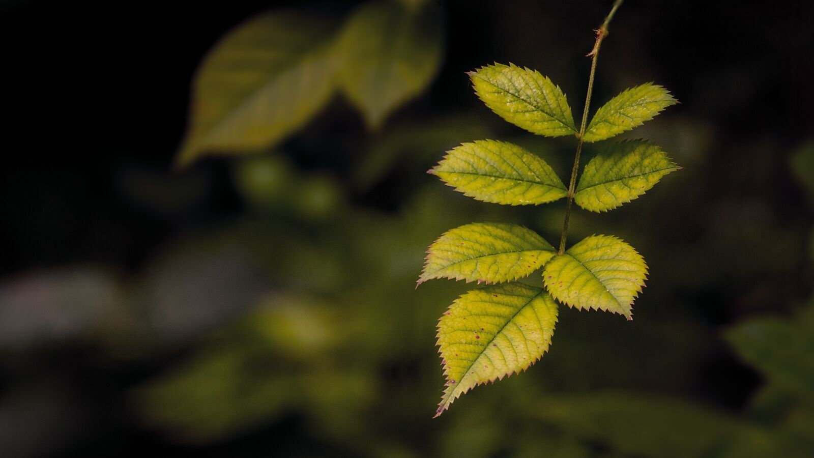 Sony SLT-A58 sample photo. Sheet, green, nature photography
