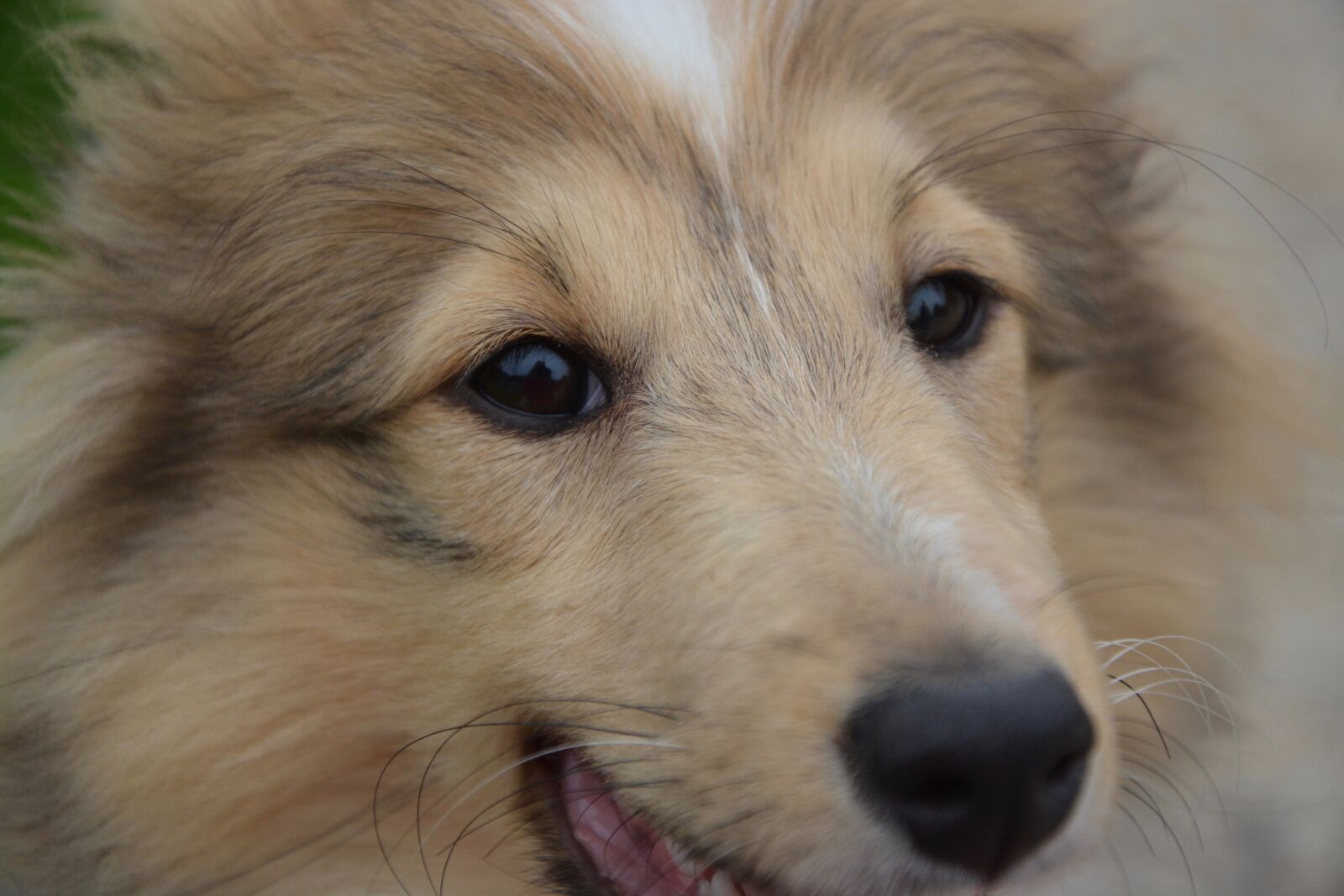 Nikon D5200 sample photo. Dog, next dog, shetland photography
