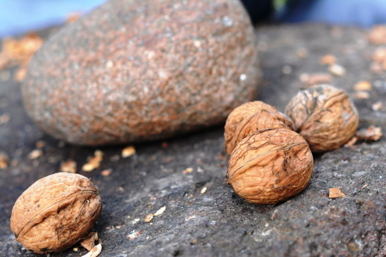 Nikon D5200 sample photo. Walnut, stone, smash photography