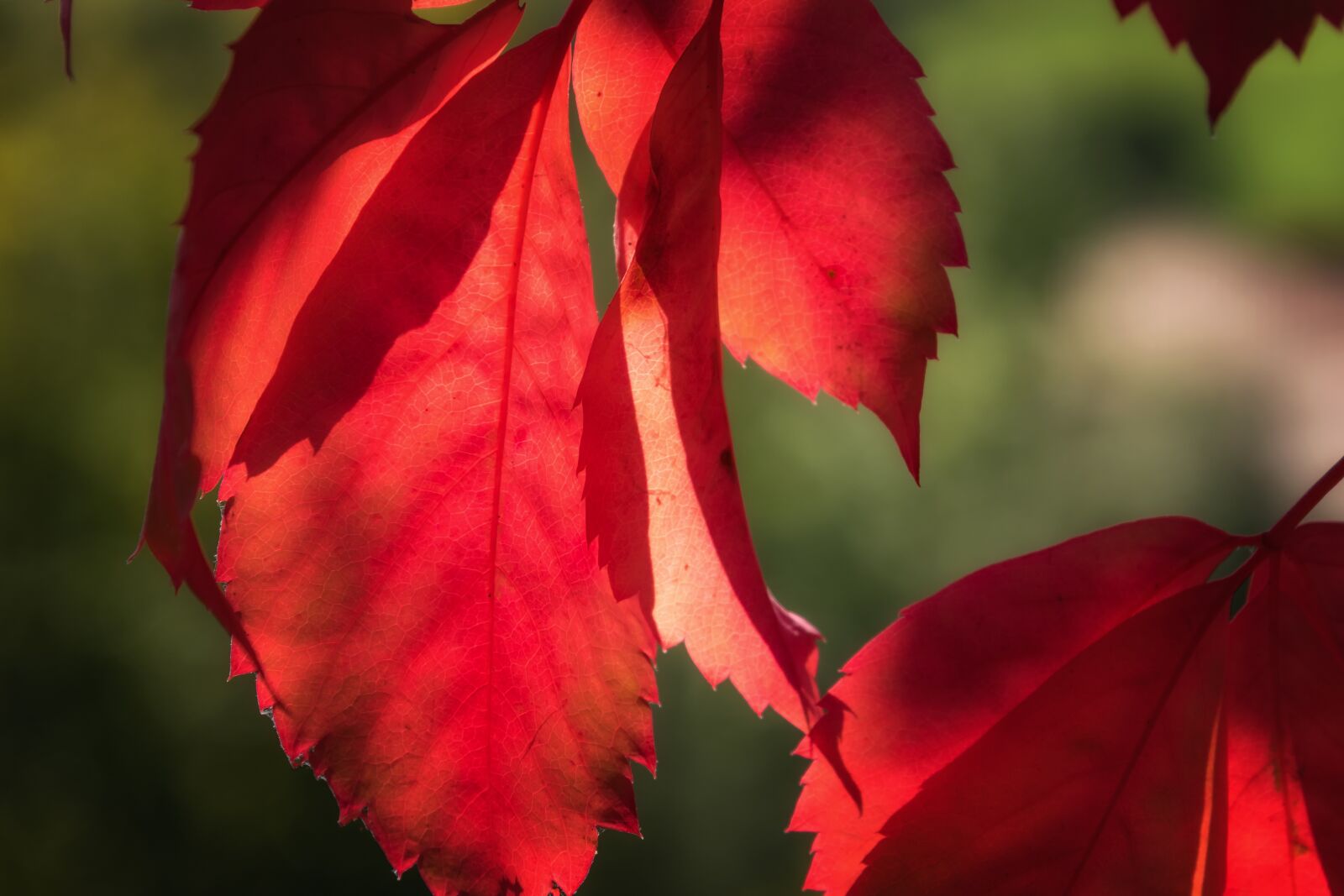 Nikon D3300 sample photo. Leaf, red, lichtspiel photography