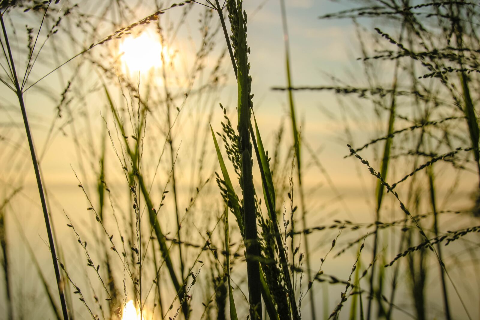 Canon EOS 600D (Rebel EOS T3i / EOS Kiss X5) sample photo. Grass, sunrise, morning photography
