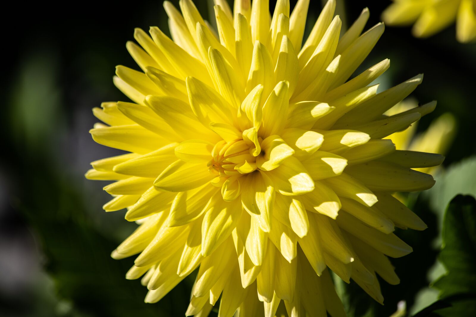 Canon EF 70-300mm F4-5.6 IS USM sample photo. Dahlia, flower, plant photography