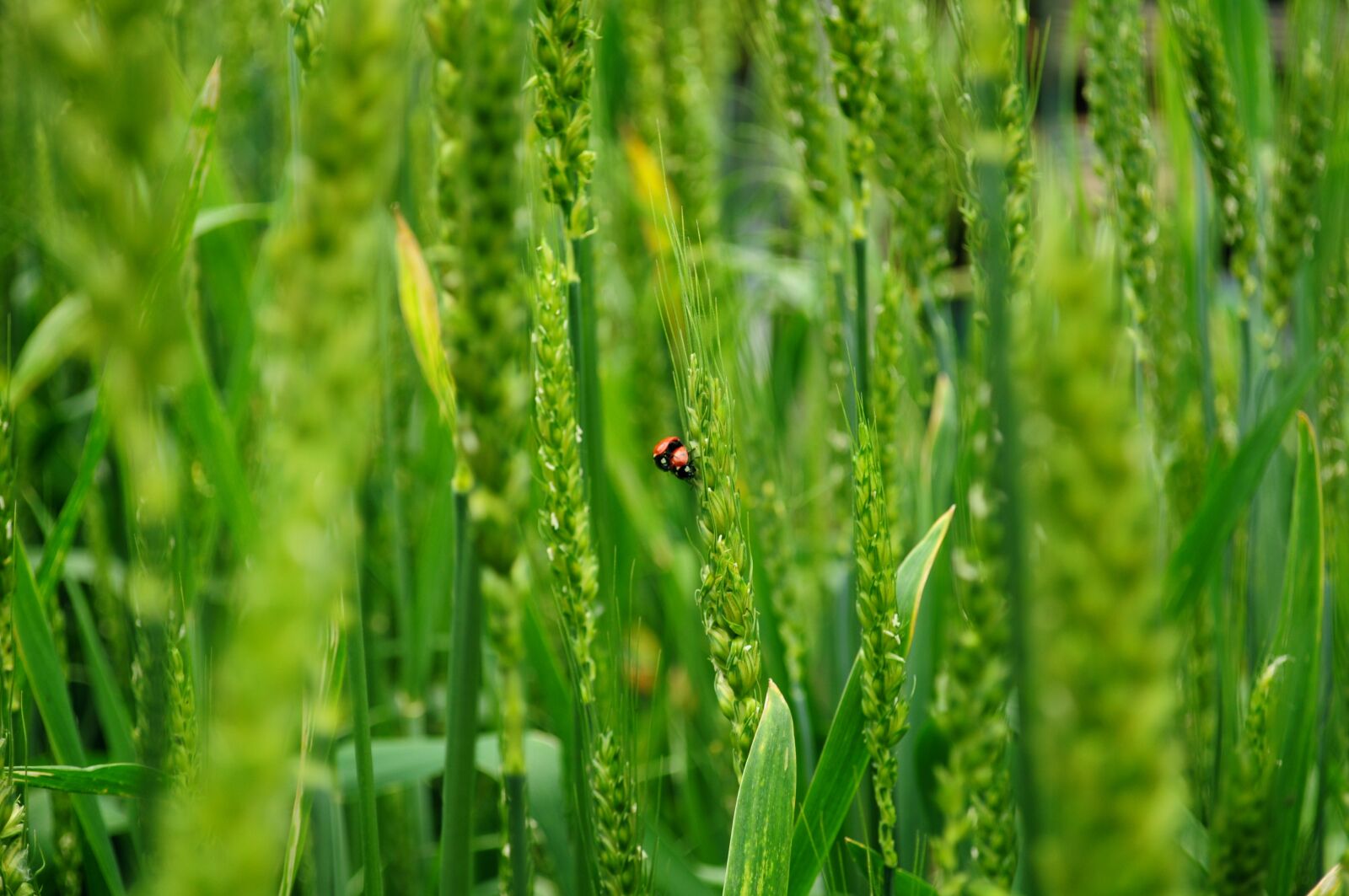 Nikon D5000 sample photo. Ladybugs, wheat, biodiversity photography