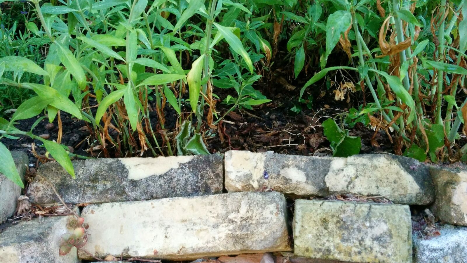 LG Nexus 5 sample photo. Drywall, garden, plant photography