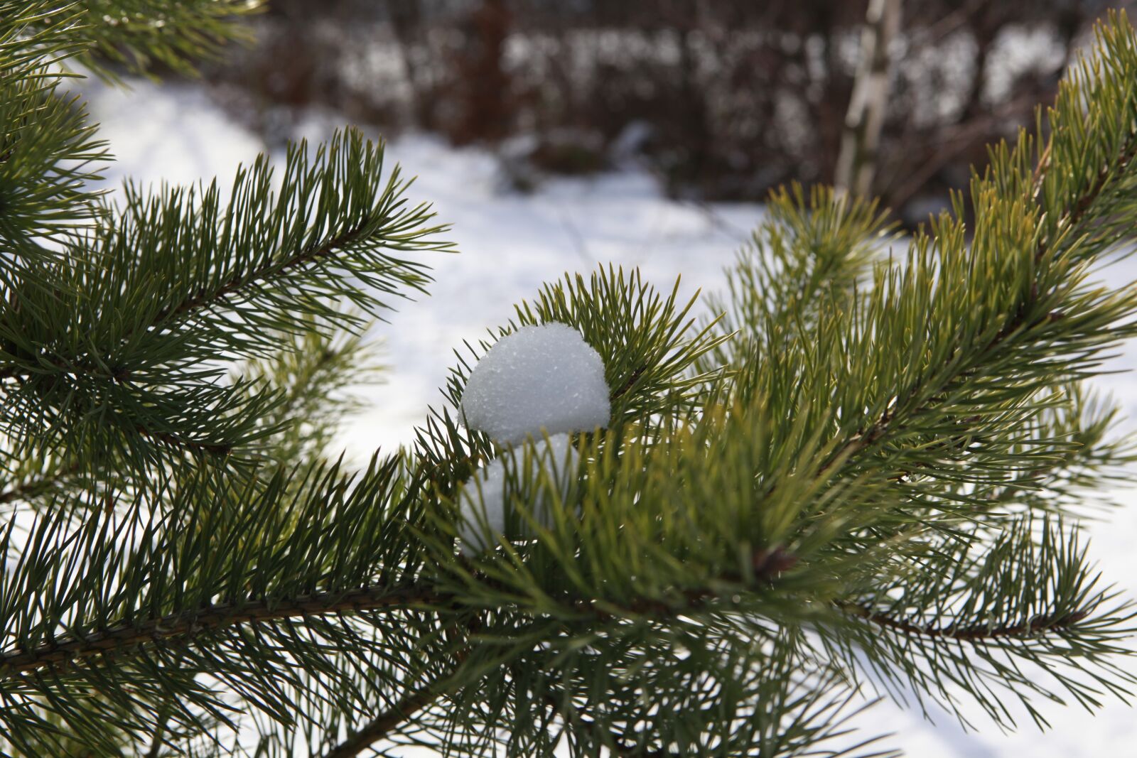 Canon EOS 5D Mark II sample photo. Tree, forest, nature photography