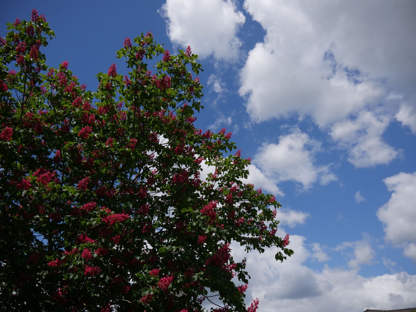 Panasonic DMC-G70 sample photo. Tree, bloom, red flowers photography