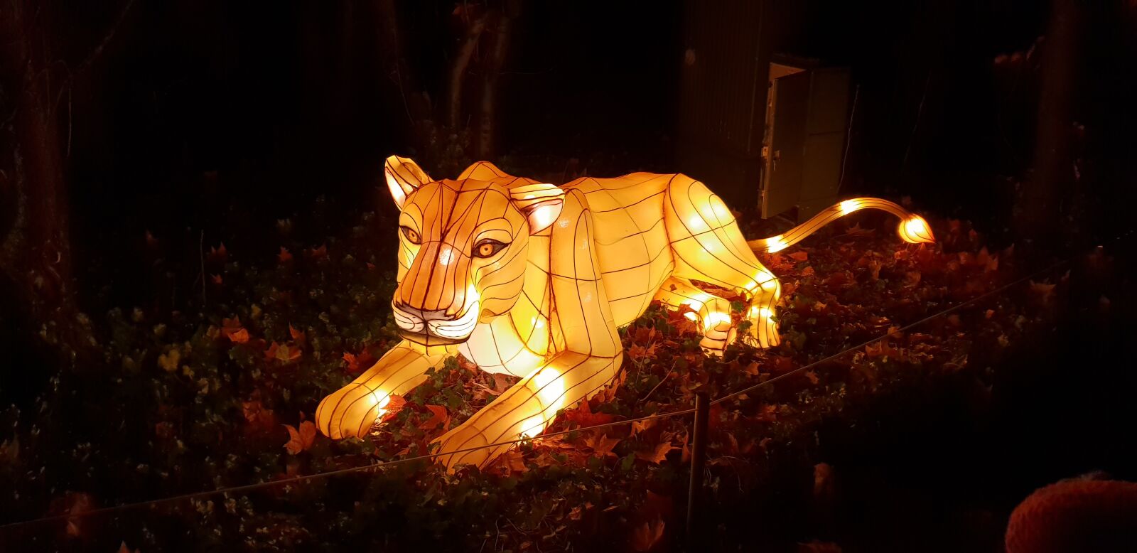 Samsung Galaxy S9+ sample photo. Tier, lion, zoo photography