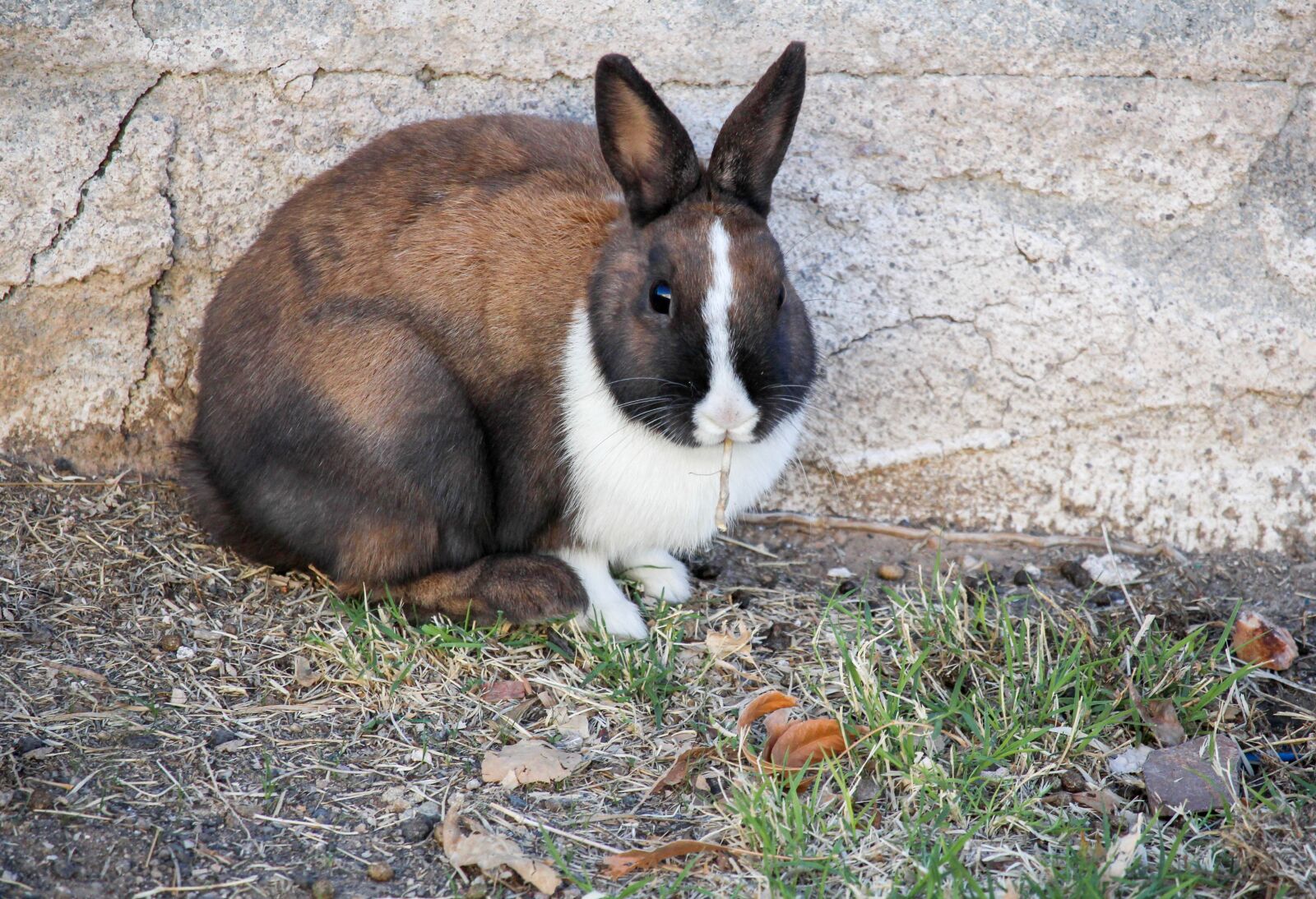 Canon EOS 700D (EOS Rebel T5i / EOS Kiss X7i) sample photo. Mammal, animal, cute photography