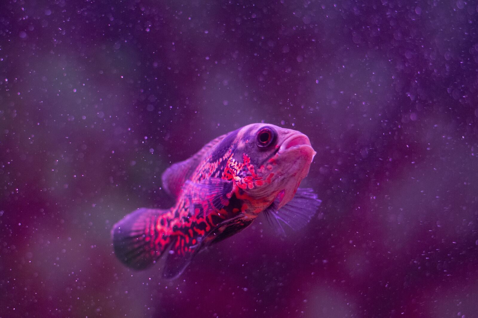 Canon EOS 70D + Canon EF 50mm F1.8 II sample photo. Fish, aquarium, water photography