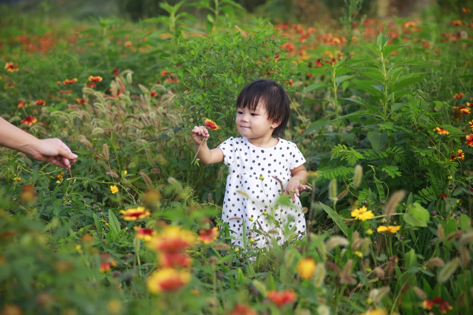 Canon EF 24-70mm F2.8L II USM sample photo. Kids, flower, summer photography