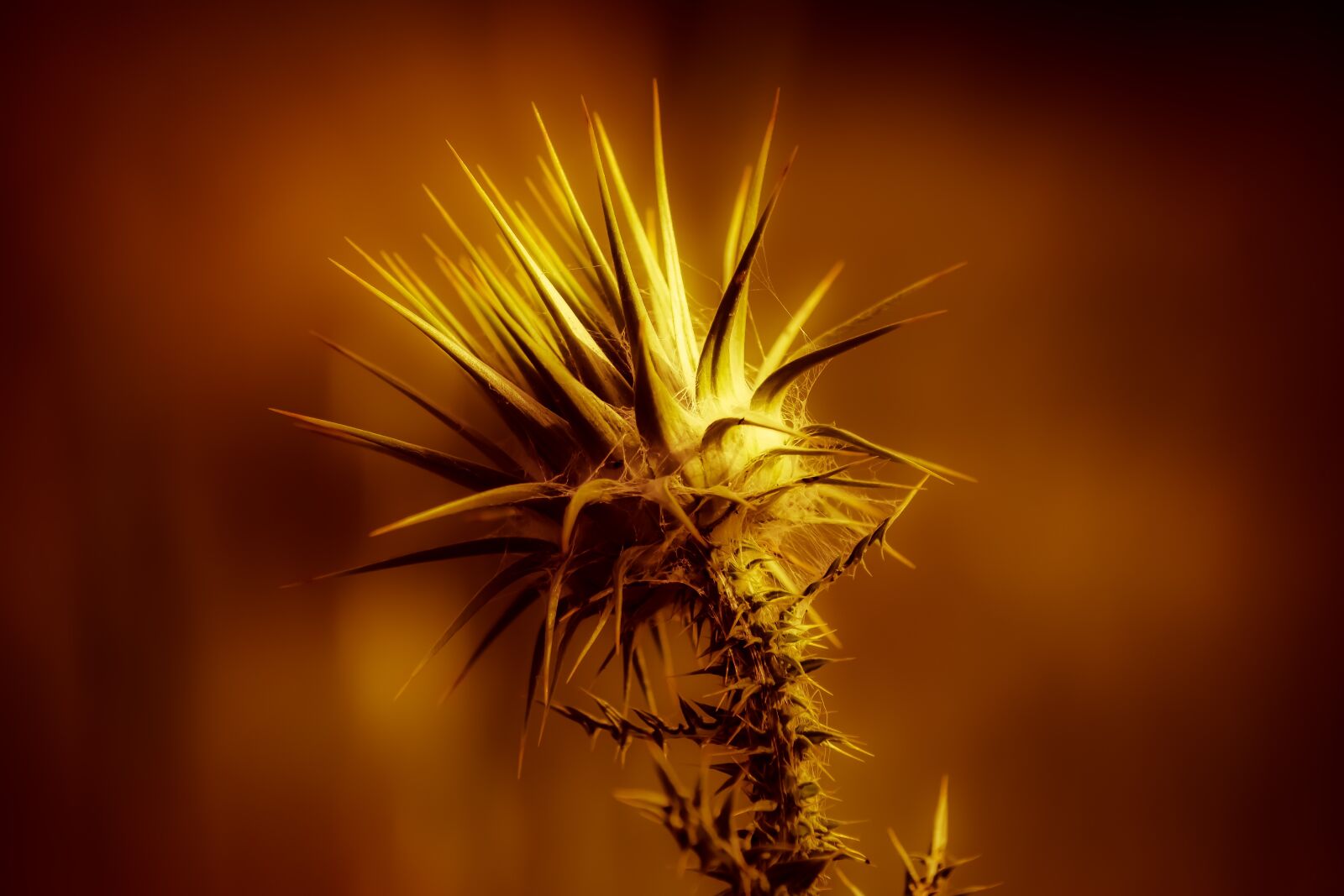 Nikon D3300 sample photo. Thorns, gold, bright photography