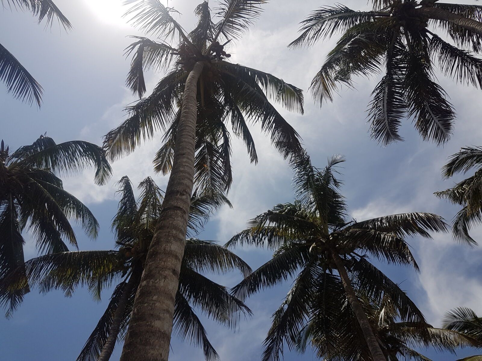 Samsung Galaxy S7 sample photo. Blue, sky, coconut, holiday photography