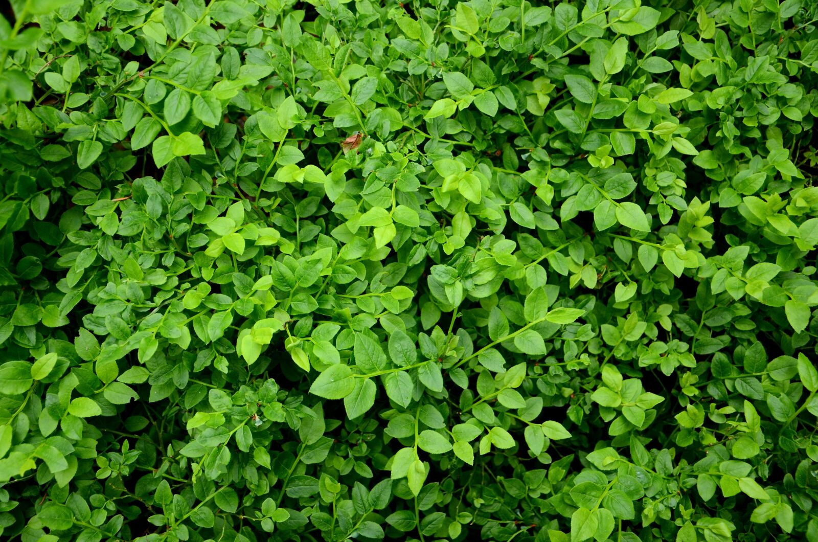 Nikon D7000 sample photo. Blueberries, berries, foliage photography