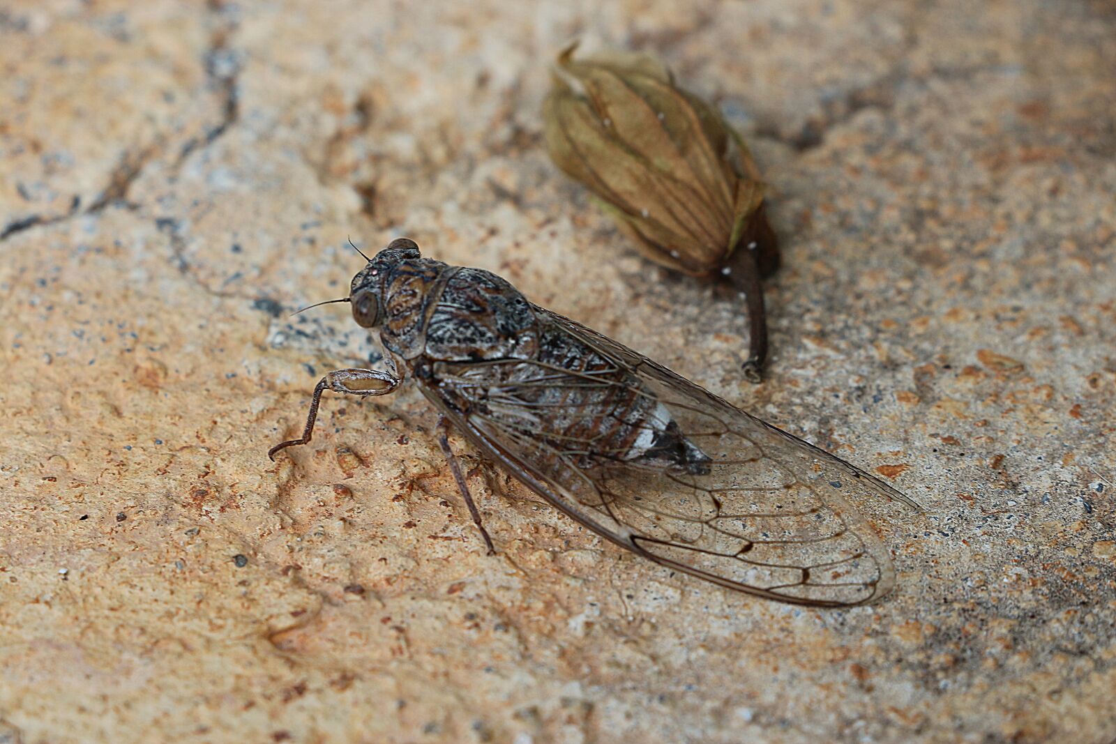 Canon EOS 700D (EOS Rebel T5i / EOS Kiss X7i) sample photo. Cicada, insect, greece photography