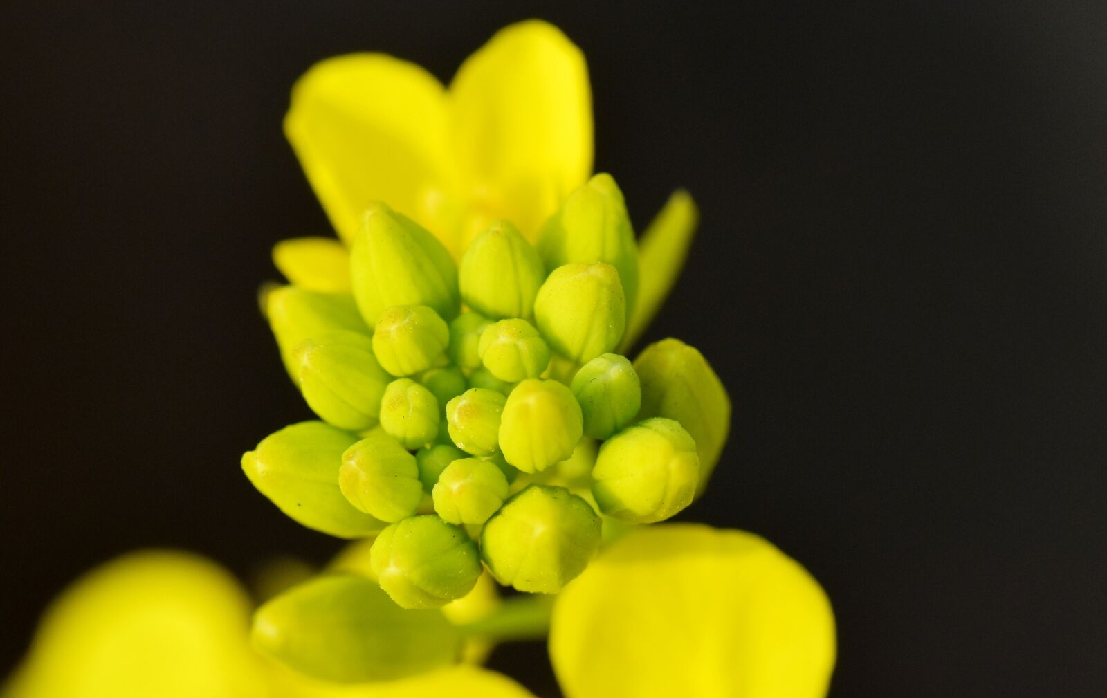 Nikon D5600 sample photo. Mustard buds, flower, yellow photography