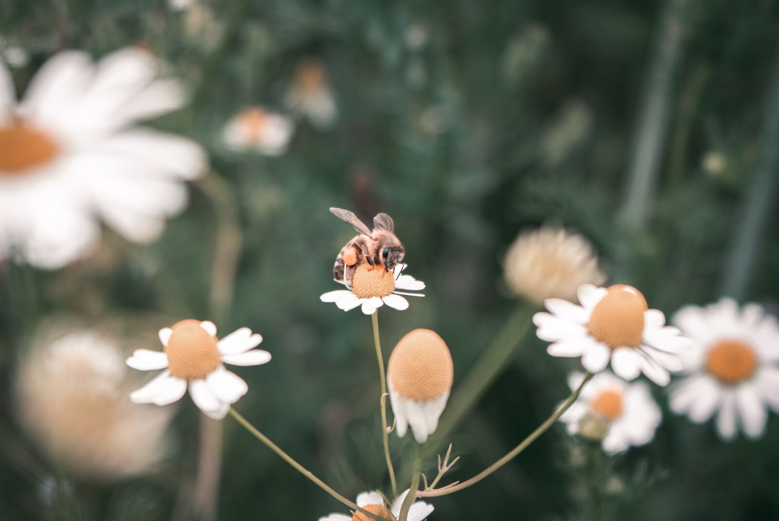 Sony a6500 sample photo. Bee, flower, insect photography