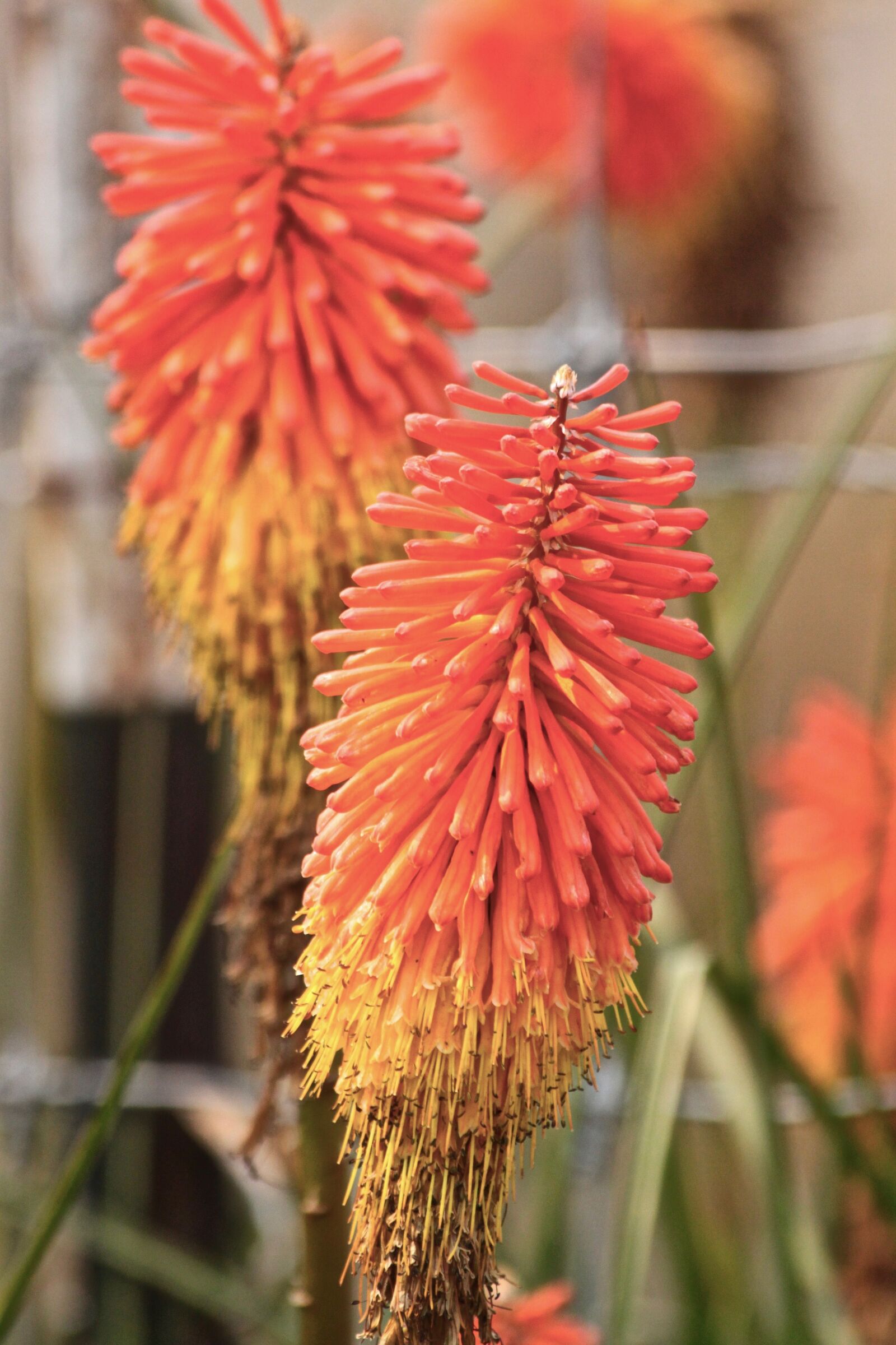 Canon EOS 500D (EOS Rebel T1i / EOS Kiss X3) sample photo. Nature, flora, flower photography
