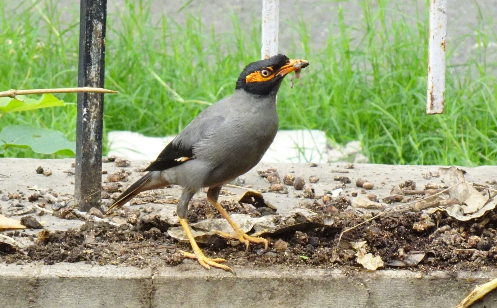 Sony DSC-WX800 sample photo. Bird, myna, bank myna photography