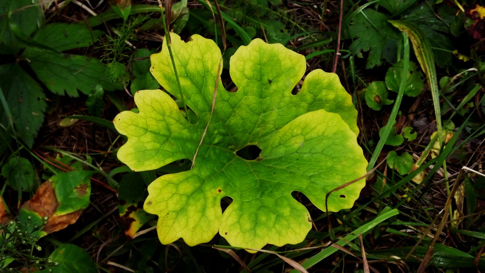 Fujifilm FinePix S3400 sample photo. Green, leaf, nature photography