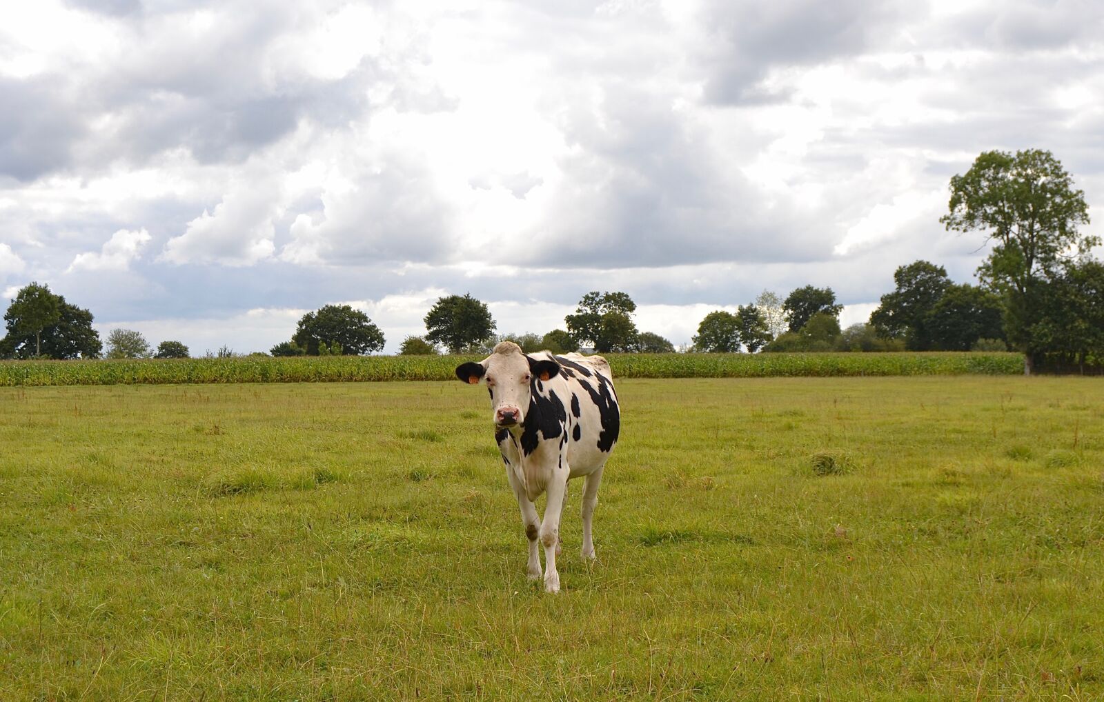 Nikon D3100 sample photo. Cattle, cow, landscape photography