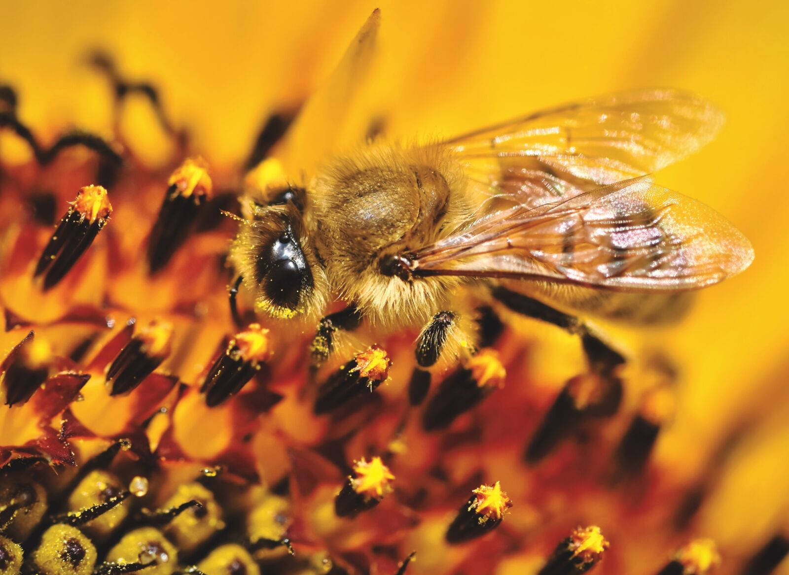 Nikon D7200 sample photo. Sunflower, bee, insect photography