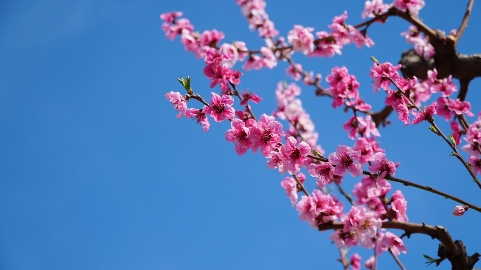 Sony a6300 + Sony E PZ 18-105mm F4 G OSS sample photo. Peach blossom, spring, flowers photography