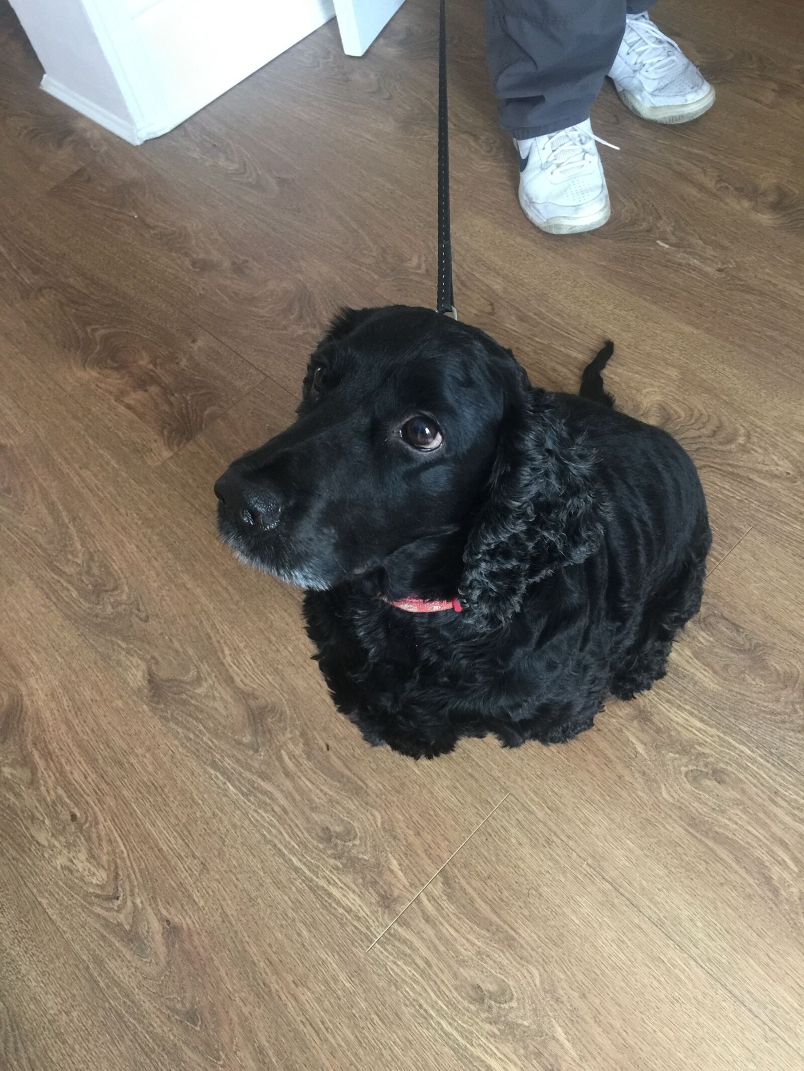 iPhone 6 Plus back camera 4.15mm f/2.2 sample photo. Cocker, spaniel photography