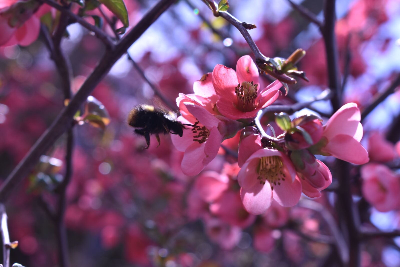 Nikon D3400 sample photo. Red, pink, summer photography