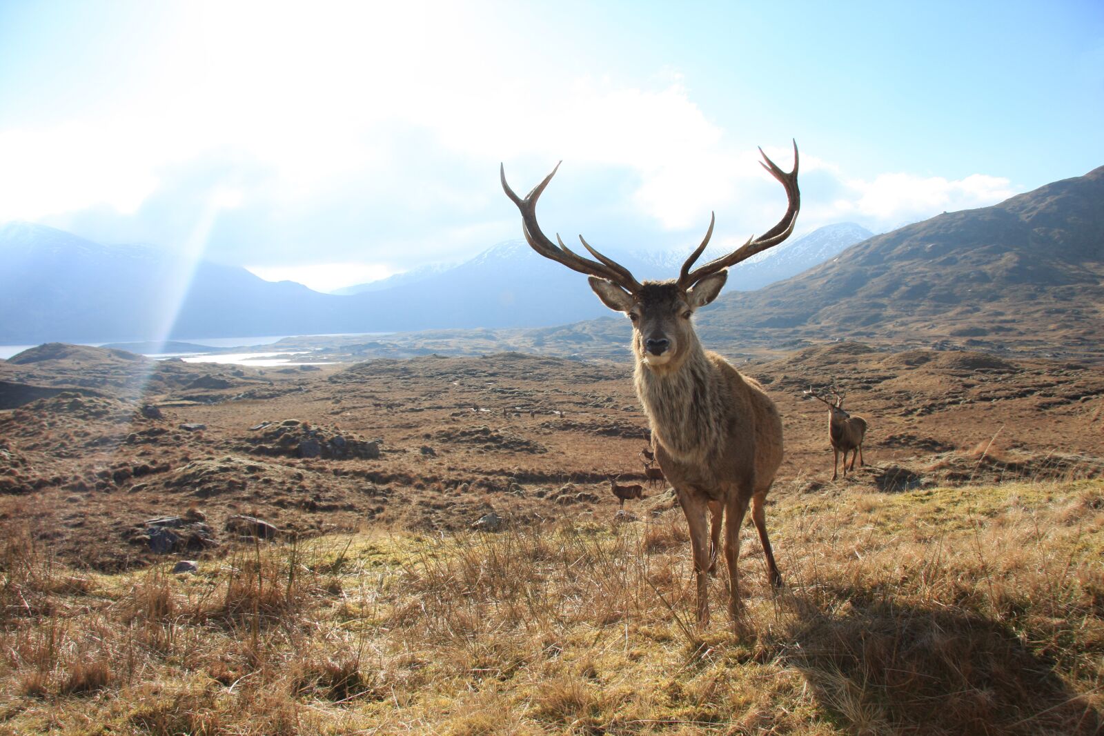 Canon EOS 40D sample photo. Red, deer, stag2 photography