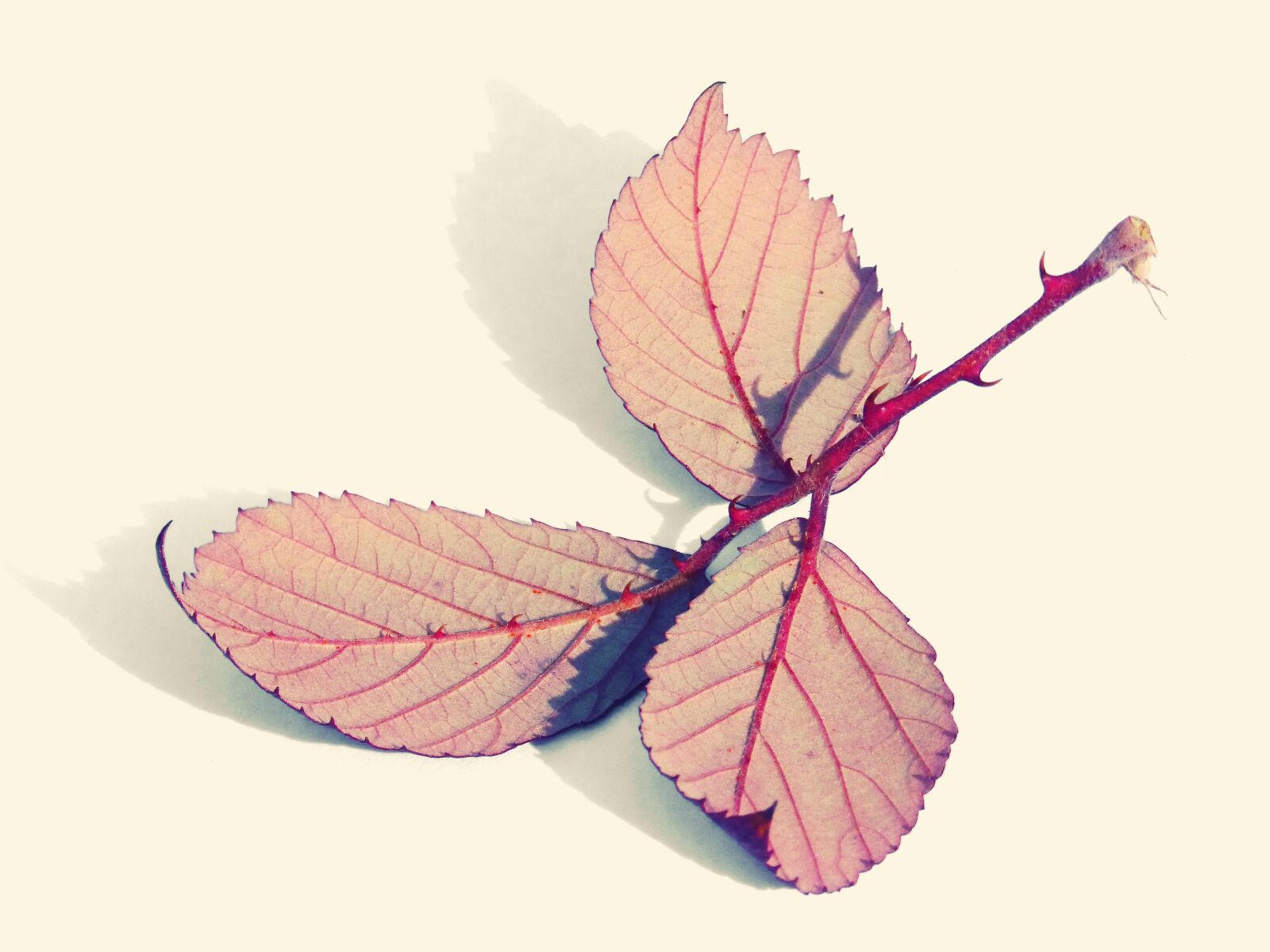 Panasonic DMC-FZ62 sample photo. Leaves, reverse, zarza photography
