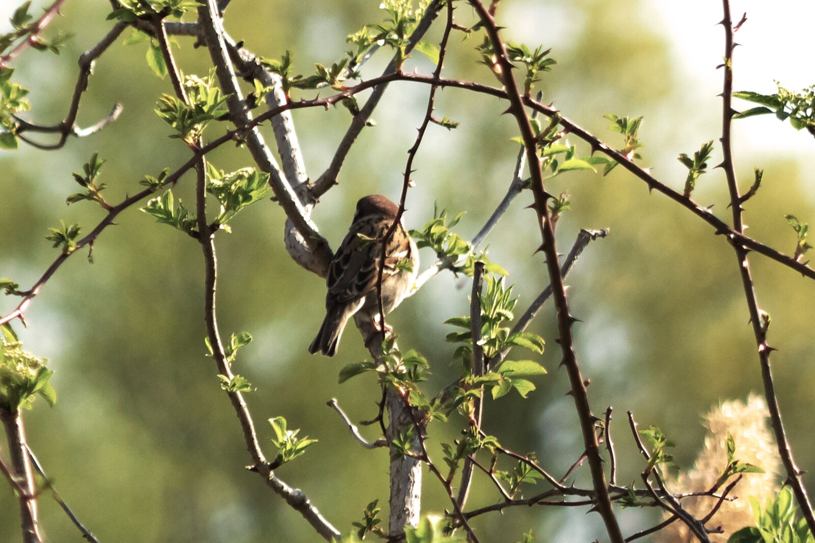 Canon EF75-300mm f/4-5.6 sample photo. Sparrow, bird, branch photography