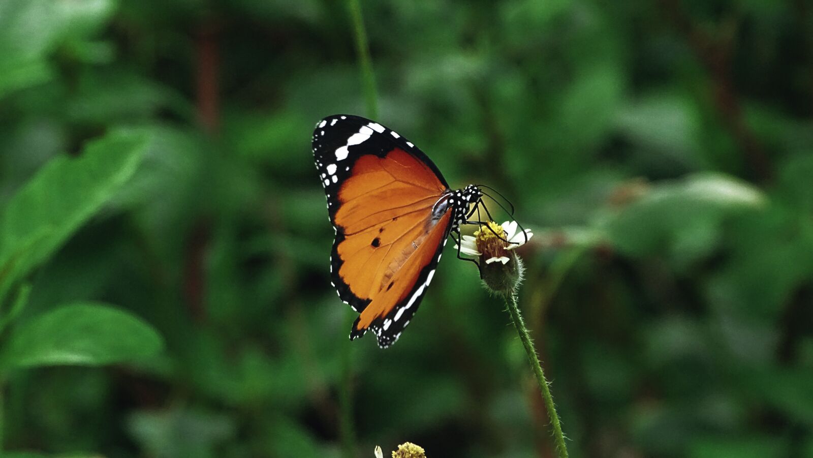 Sony Cyber-shot DSC-HX400V sample photo. Butterfly, insect, orange color photography