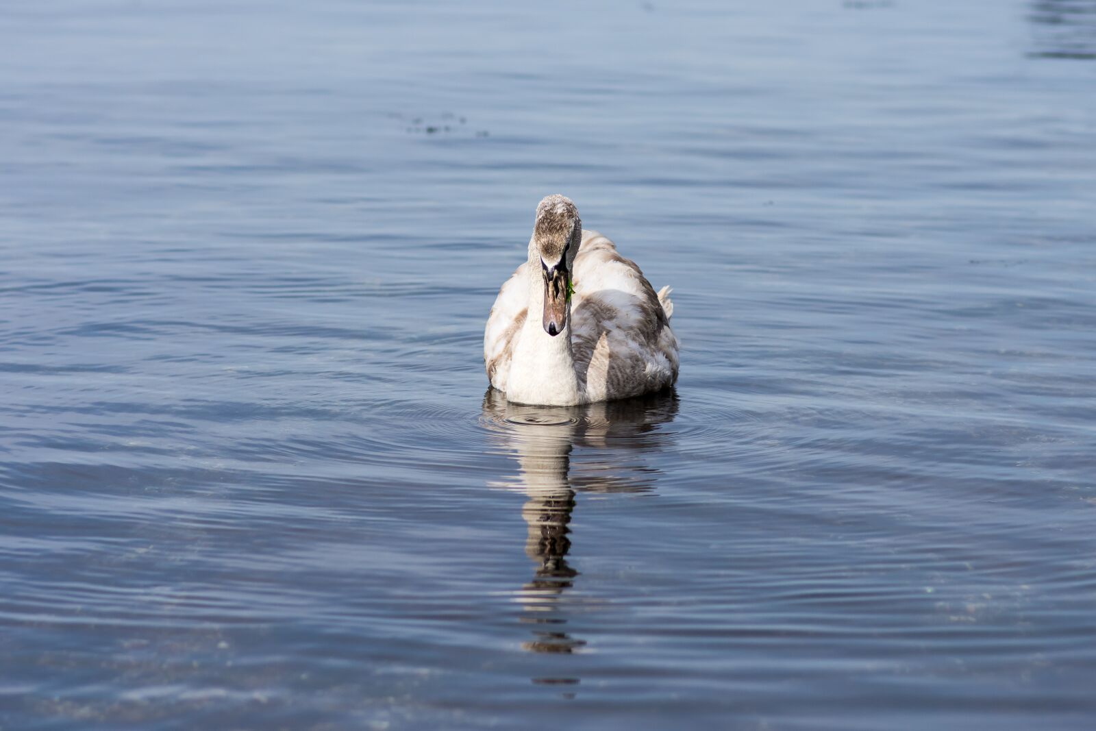Nikon D7200 sample photo. Water, bird, lake photography