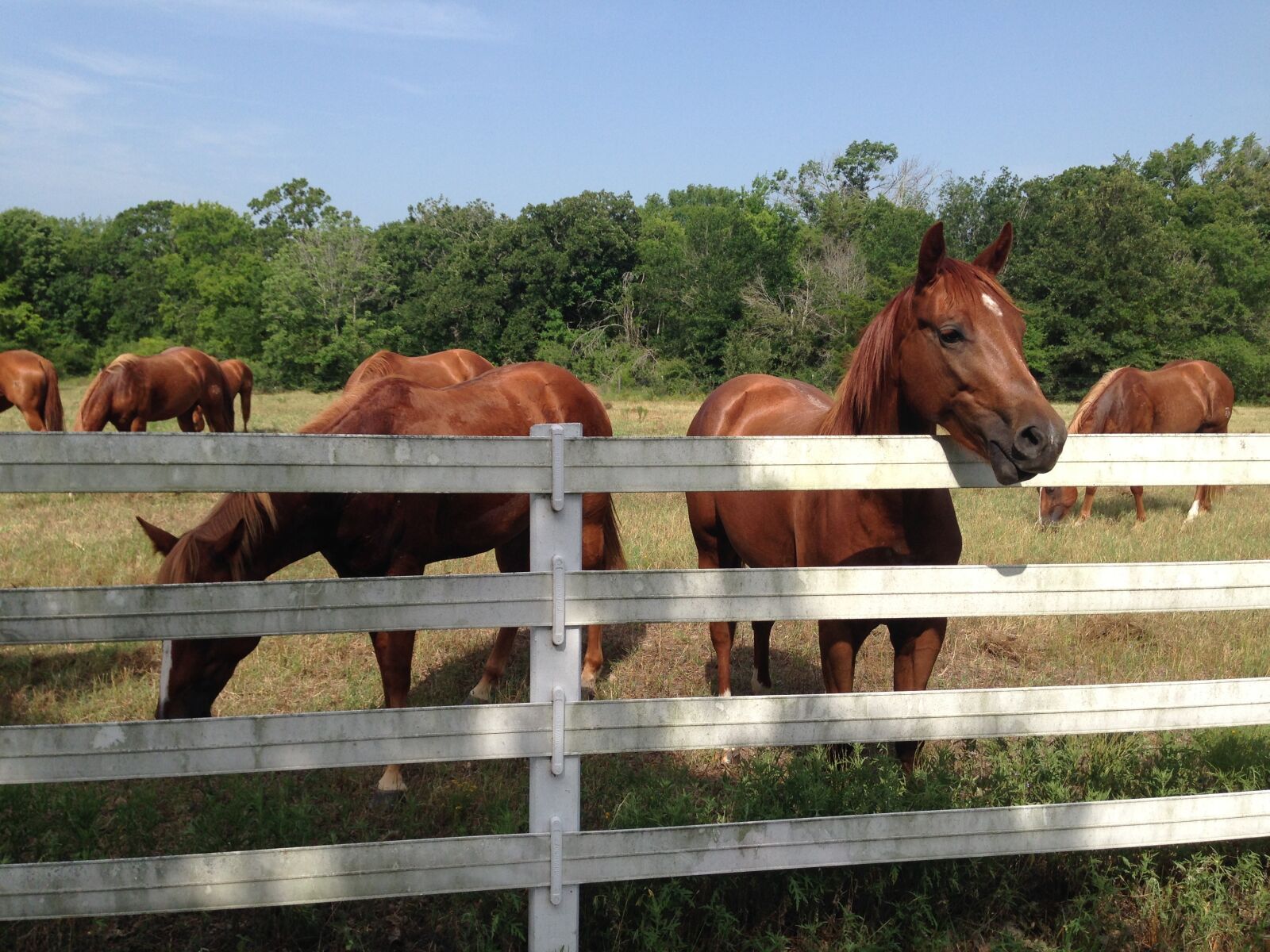 iPhone 5 back camera 4.12mm f/2.4 sample photo. Horse, pasture, white fence photography