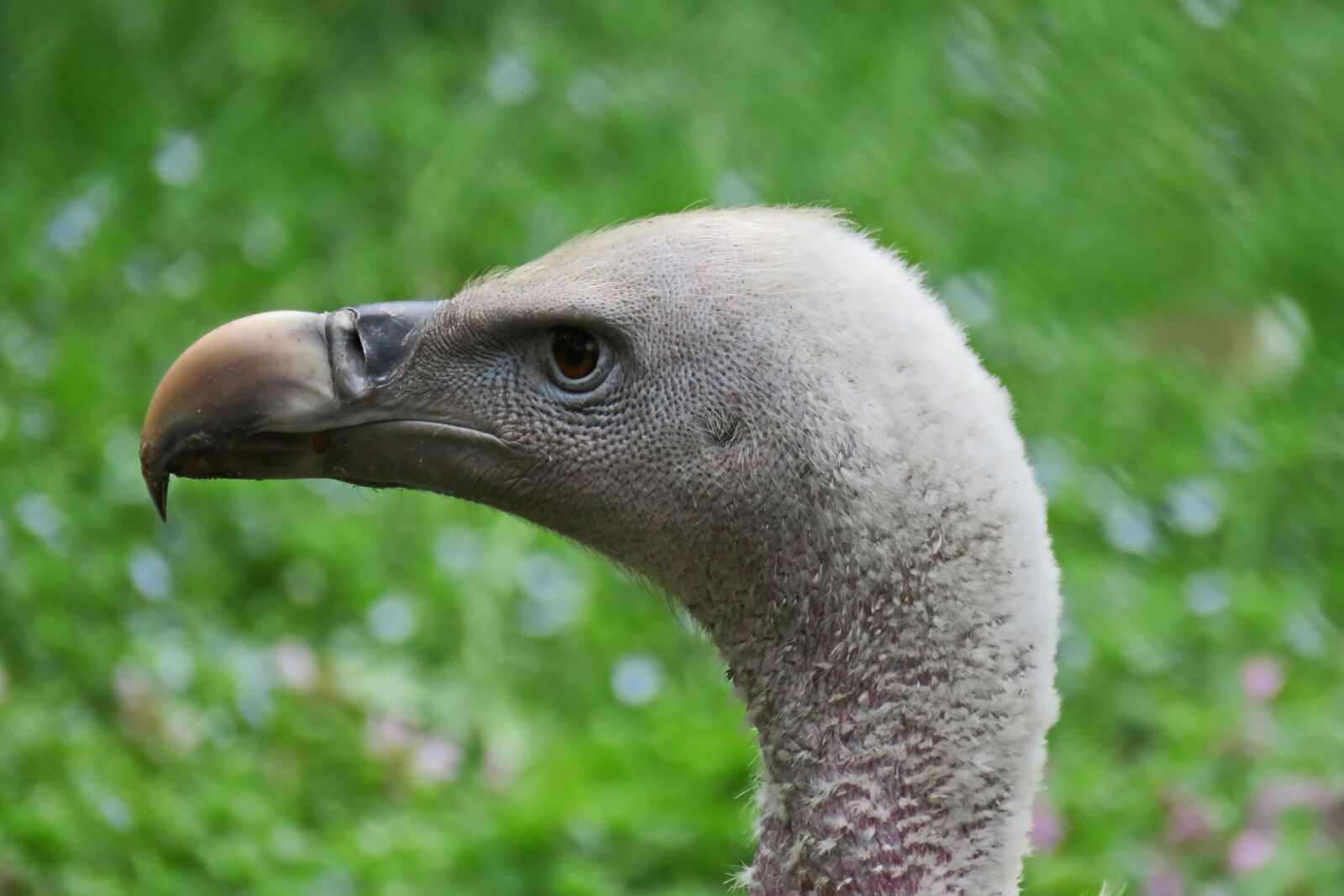 Canon PowerShot SX60 HS sample photo. Animal world, nature, bird photography