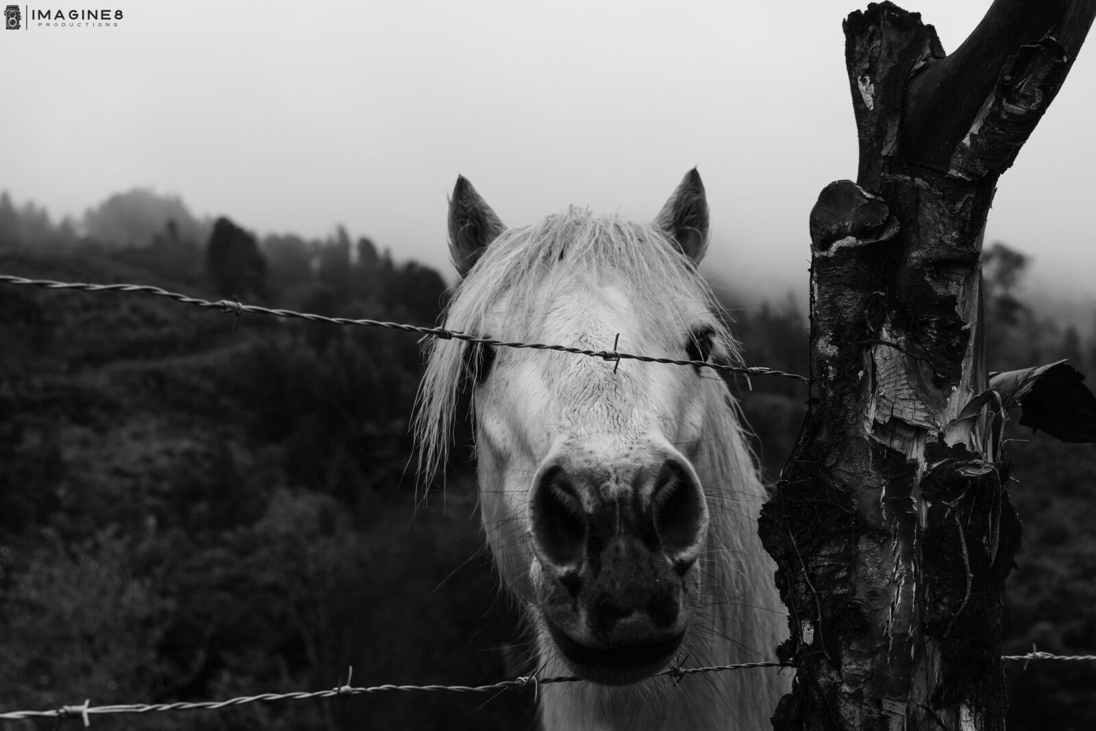 Sony FE 28mm F2 sample photo. Black, white, horses, colombia photography