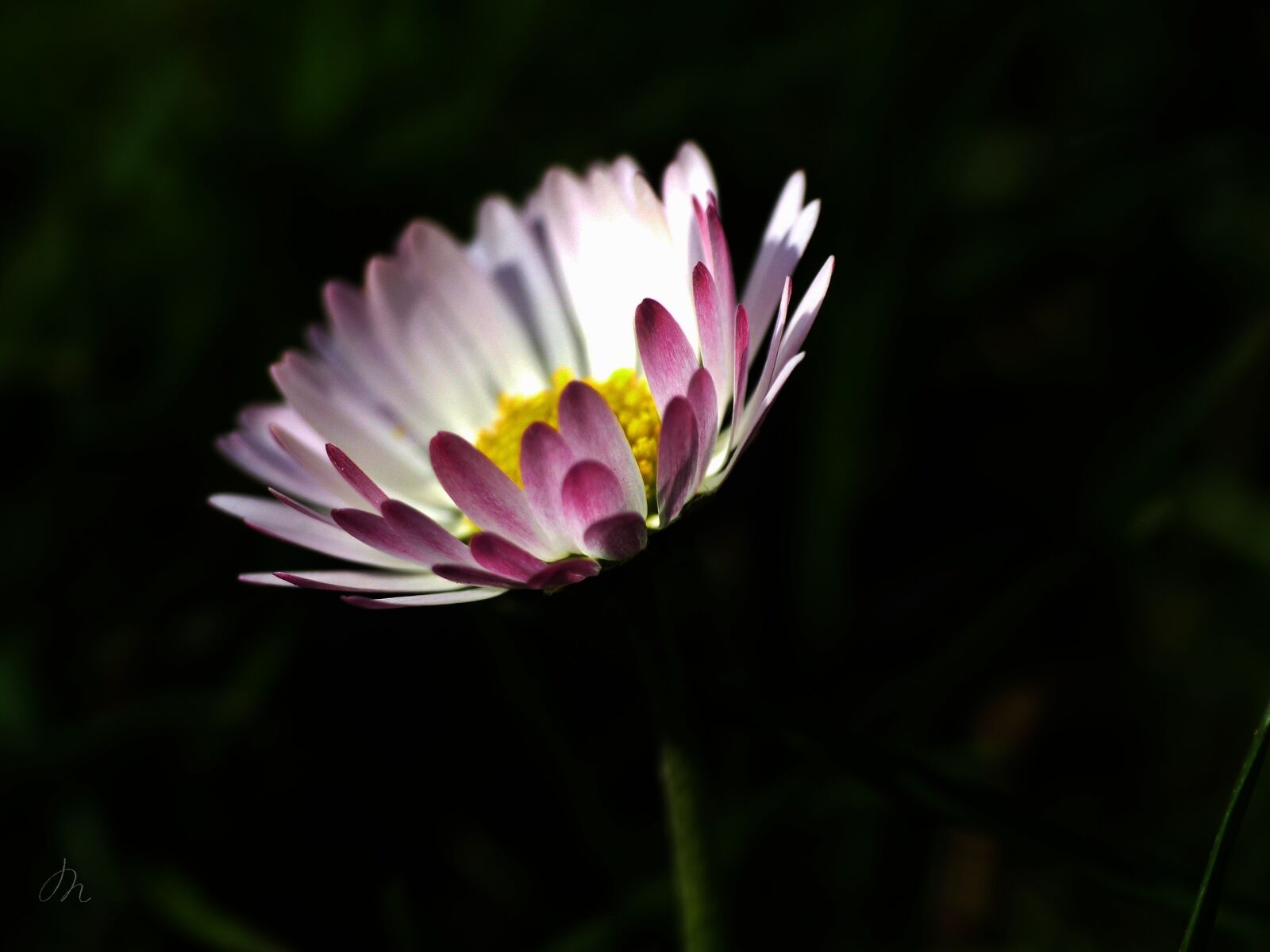 Panasonic Lumix DMC-FZ200 sample photo. Daisy, nature, blossom photography