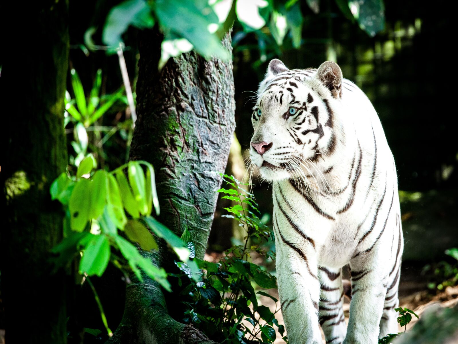 Canon EOS 5D Mark II sample photo. Tiger, white tiger, wildcat photography