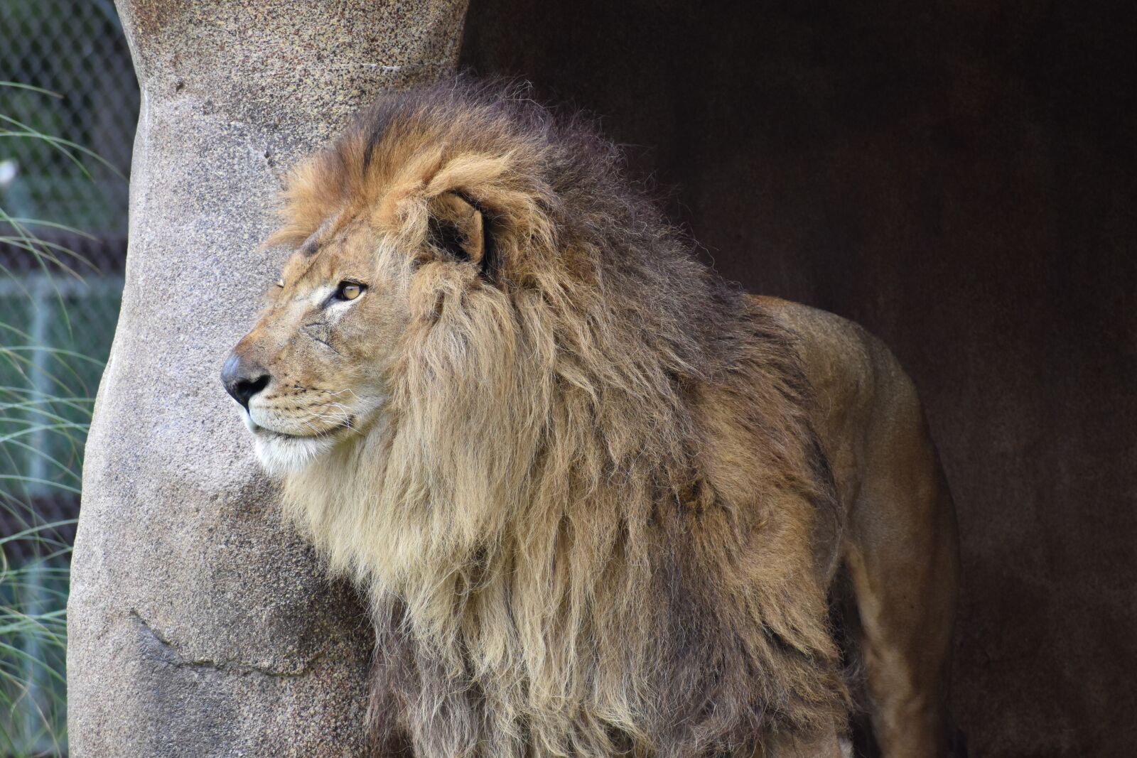 Nikon D5600 sample photo. Lion, animal, zoo photography
