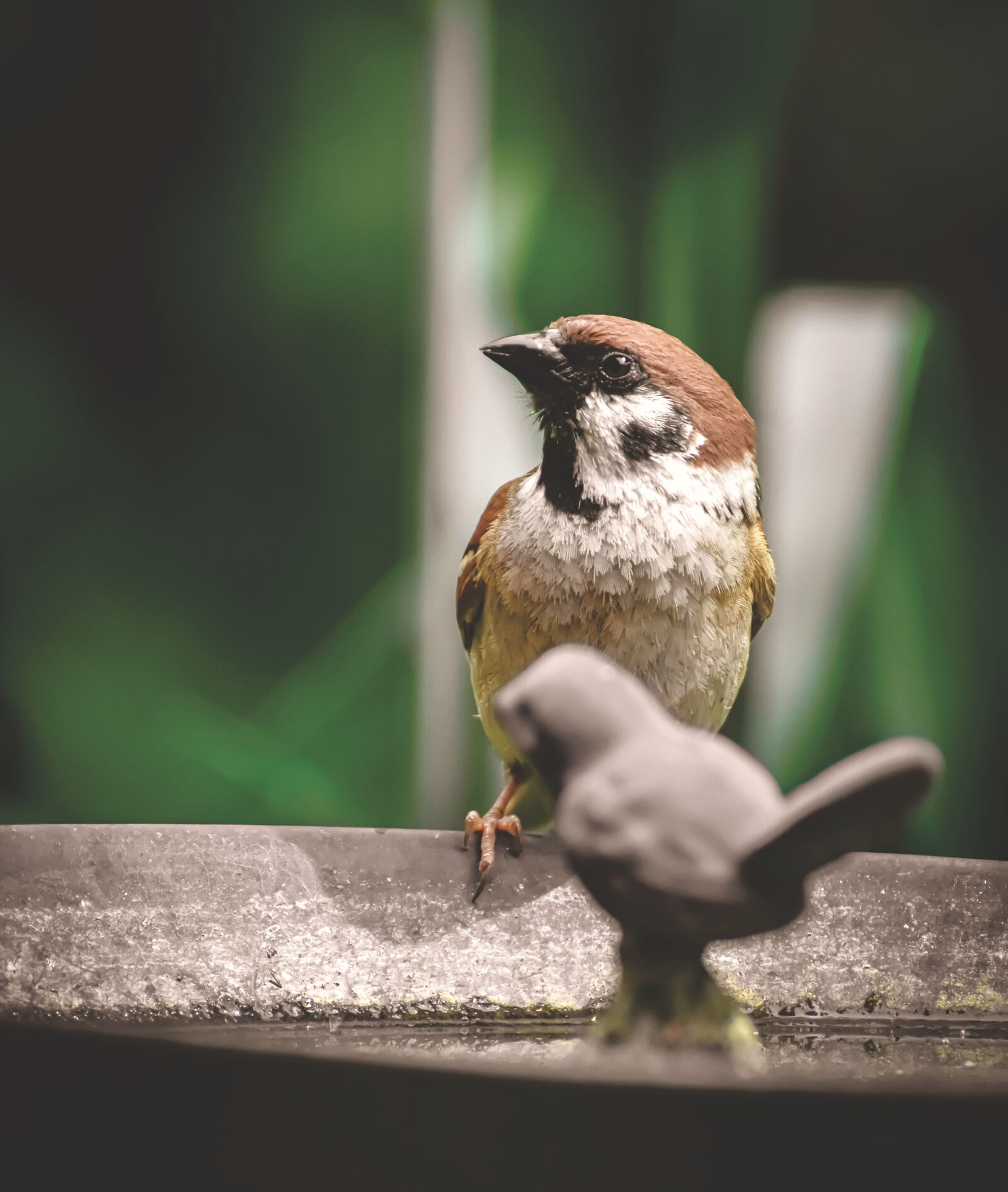 Nikon D7200 sample photo. Sparrow, sperling, bird photography