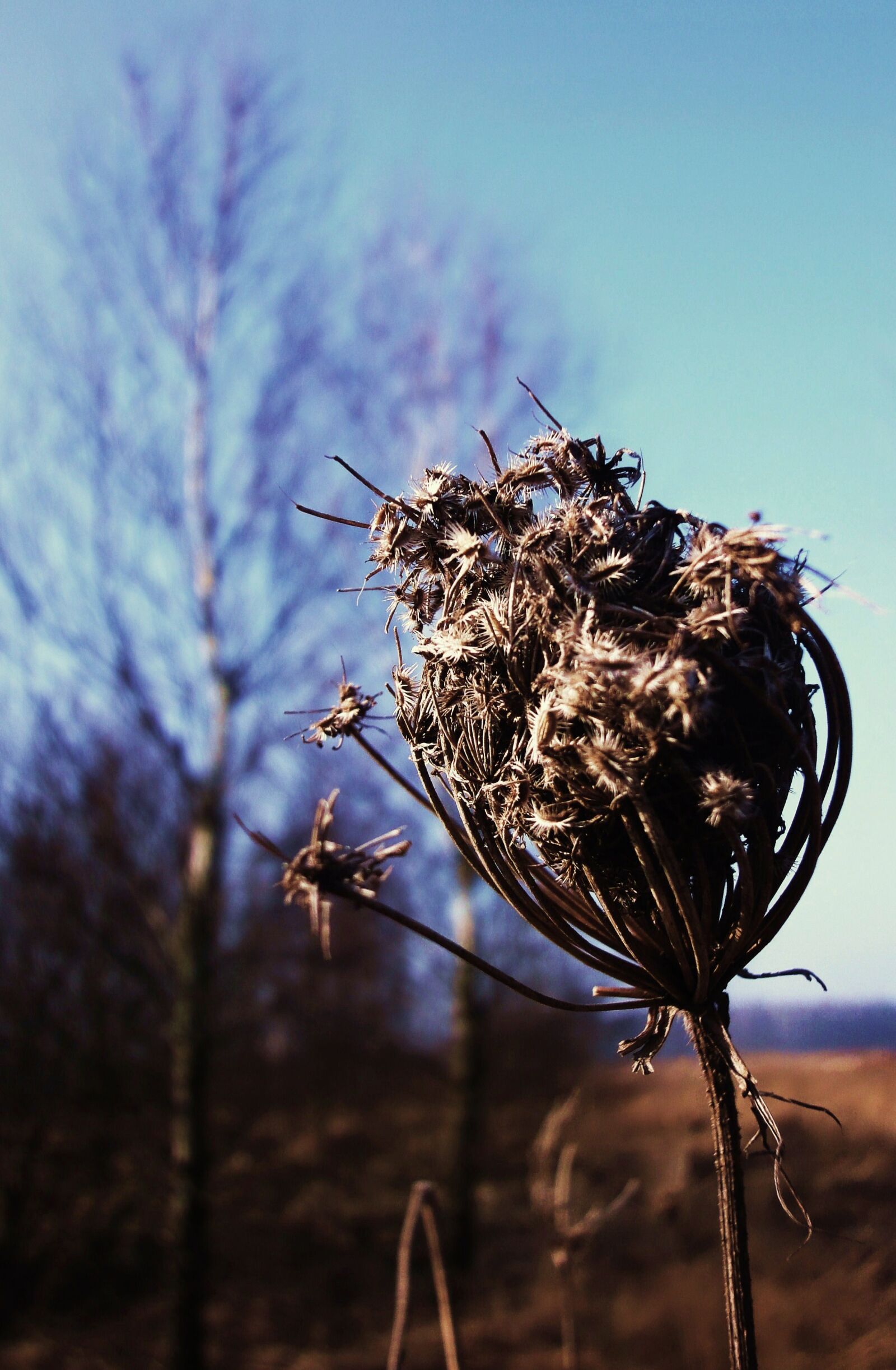 Sony Cyber-shot DSC-WX1 sample photo. Birch, day, plant, sun photography