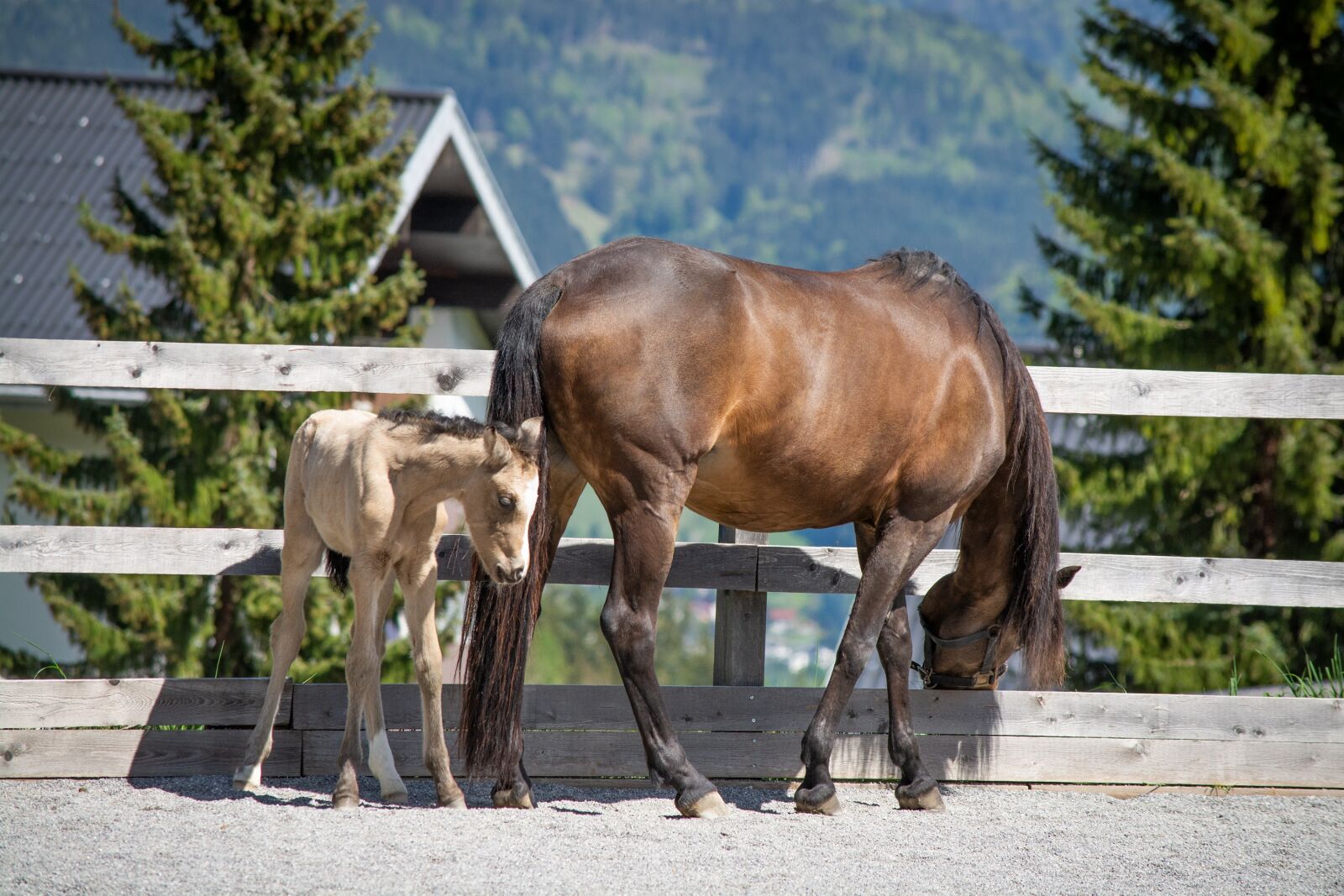 Nikon D7100 sample photo. Horse, foal, pony photography