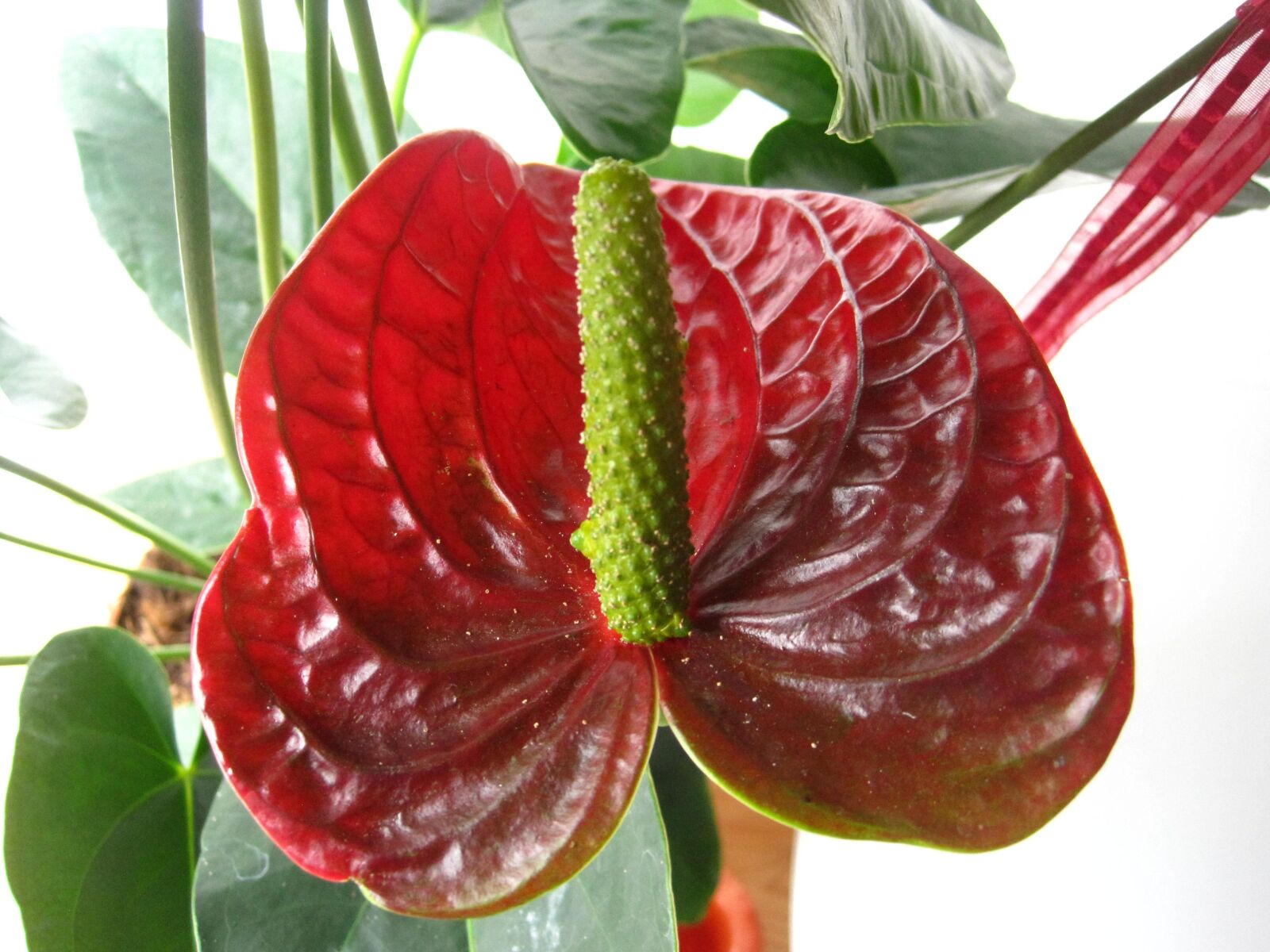 Canon PowerShot SD1200 IS (Digital IXUS 95 IS / IXY Digital 110 IS) sample photo. Flamingo flower, red, tropical photography