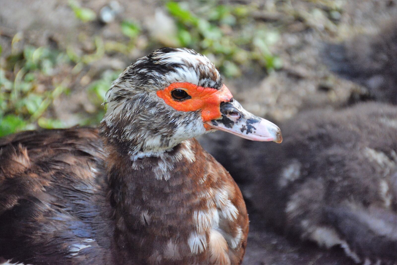 Nikon D7100 sample photo. Duck, ducks, beak photography